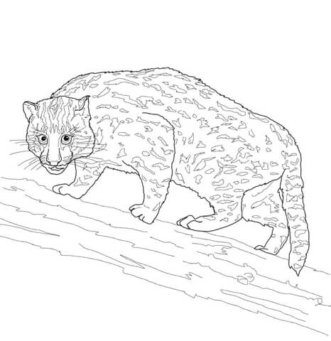 Fishing Cat Coloring Page